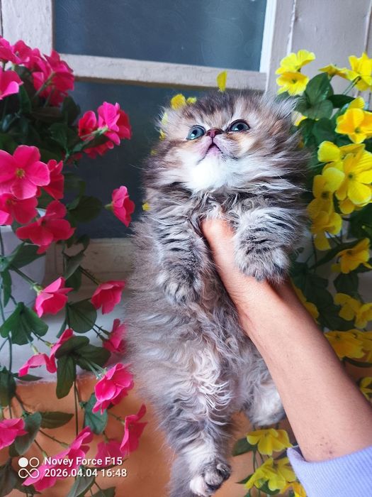 Asalcha heyland mushukchamiz sotuvda