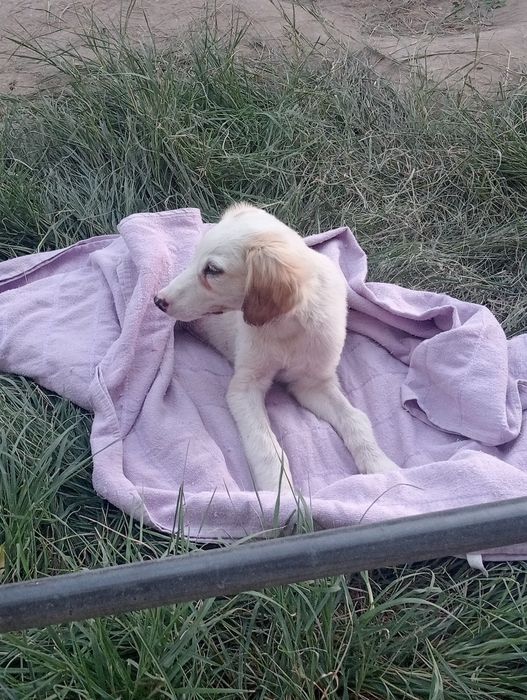 Щенок помойму ее породистая