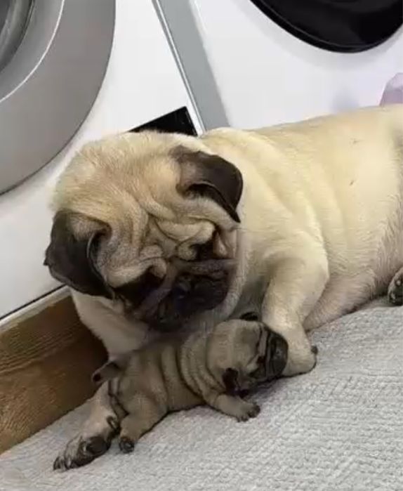 Щенки Мопса от Чемпионов !