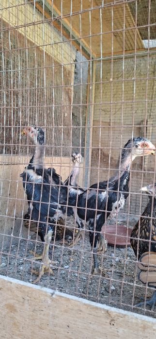 Zalatoy sbrayt tuxumlariga zakaz olaman