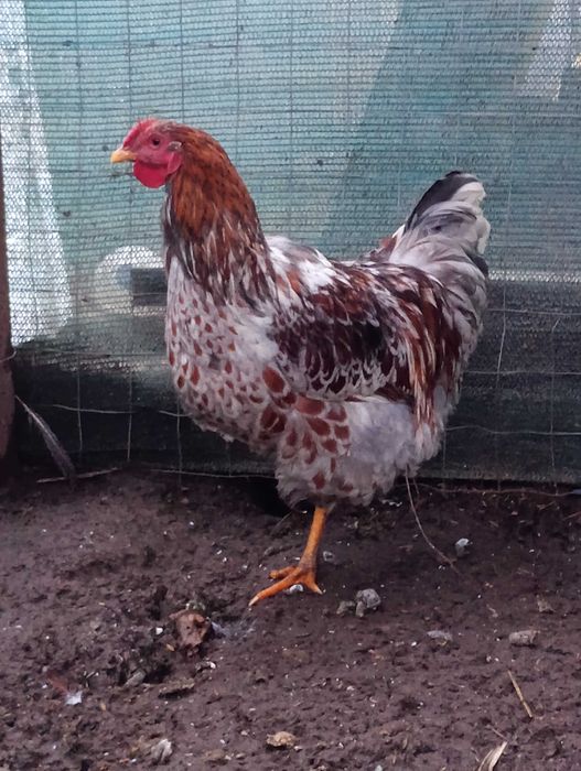 Vând sau schimb cocoși de wyandotte