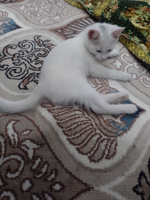 Продаётся турецкий ангора 2 месяцев, турк ангора мушуги сотилади