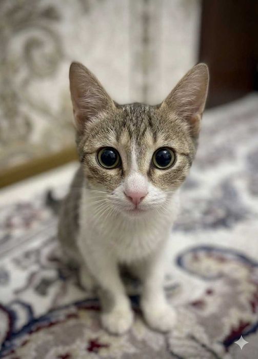 Котёнок (доставка и бонус)