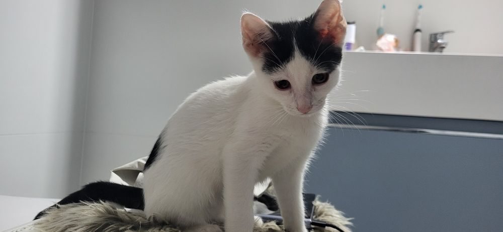 Gratis: Dau spre adoptie pui pisica femela blanda Tg Mures