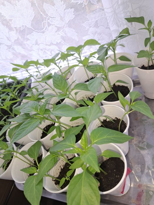 Горький перец рассада