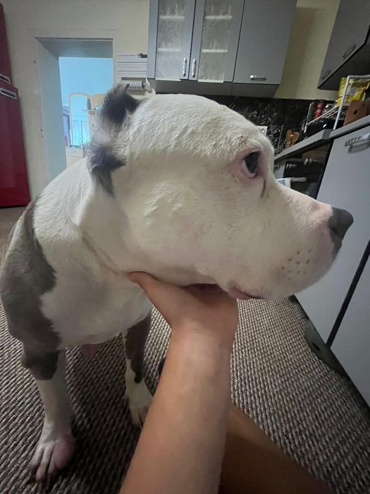 Donez American bully.  URGENT!!!