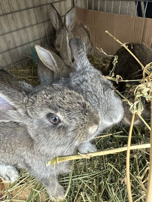 Vand iepurasi mici pentru Paste!
