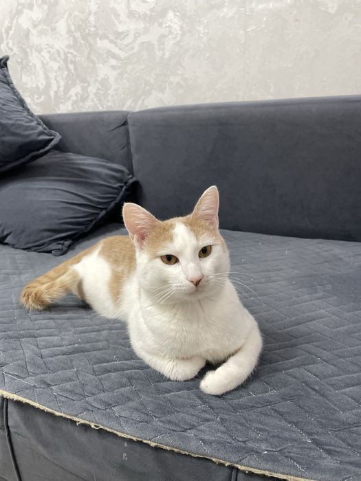 Кот возраст один год