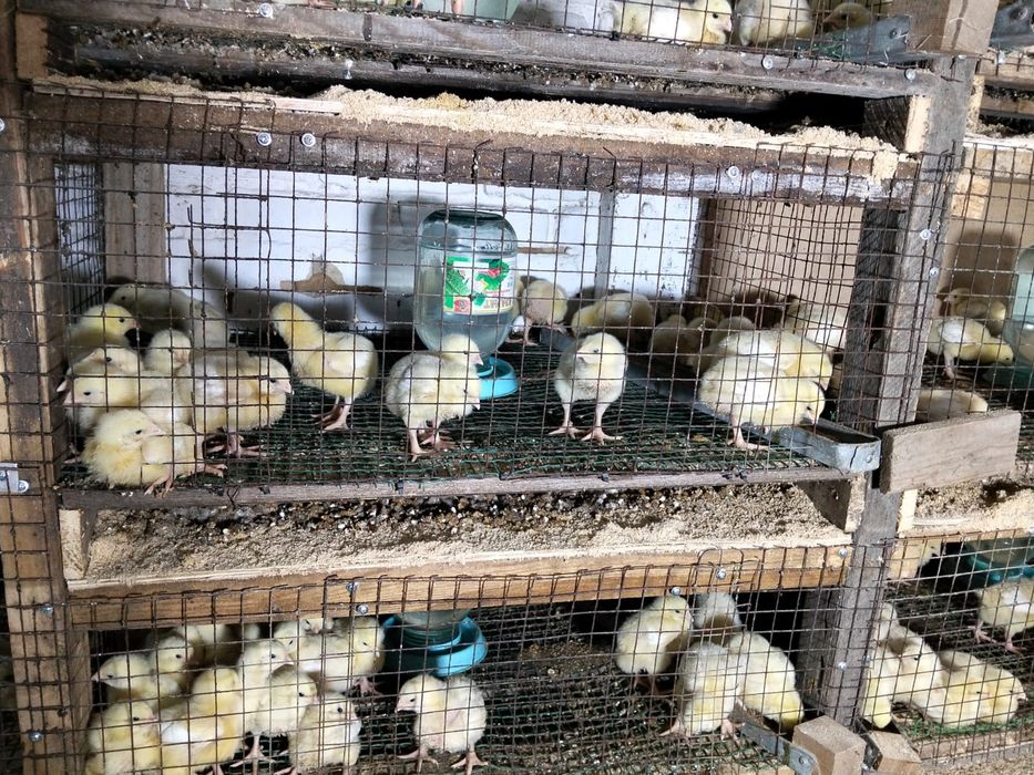 Бройлер подрощенные