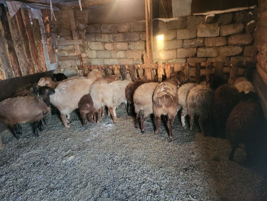 Продам овец оптом курдючные.