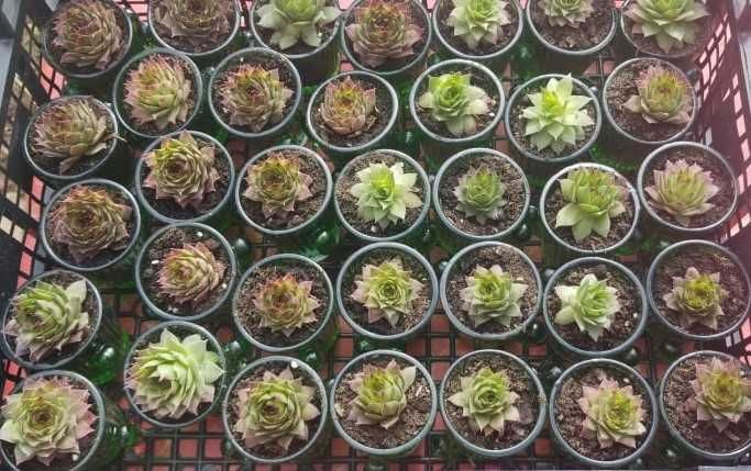 Семпервивум (Sempervivum)-Дебелец