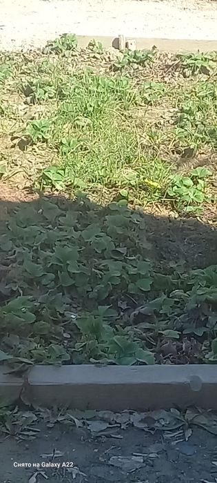 Продам куст клубники и хризантемы