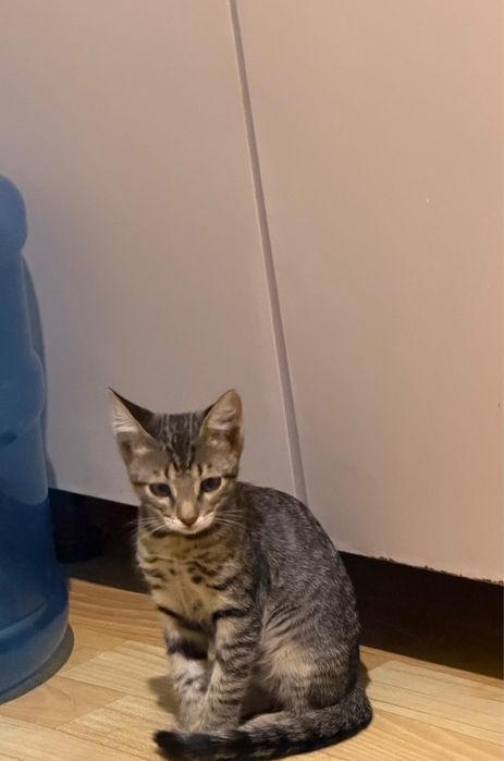 Отдам котенка 3 месяца в добрые руки
