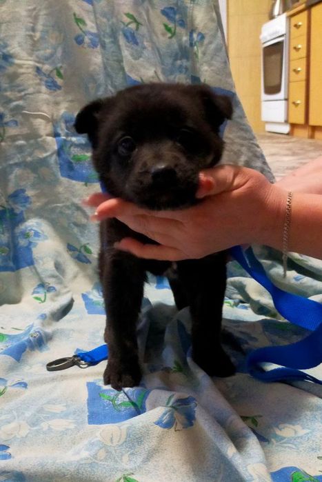 Щенки, бесплатно