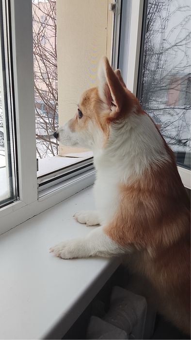 Продам собаку порада корги