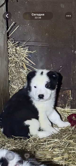 Продам щенки алабая