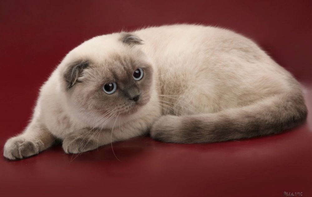 Котенок скоттиш фолд девочка