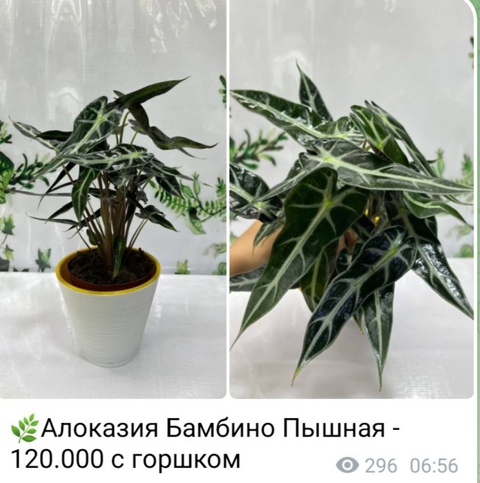 Алоказия  Локо и Алоказия Мандалай, Алоказия Бамбино