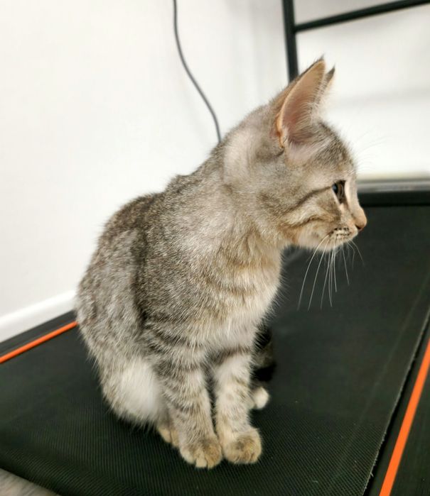 котёнок 3 месяца