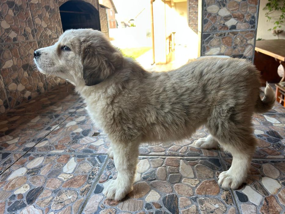 Femela Ciobanesc Asia Centrala