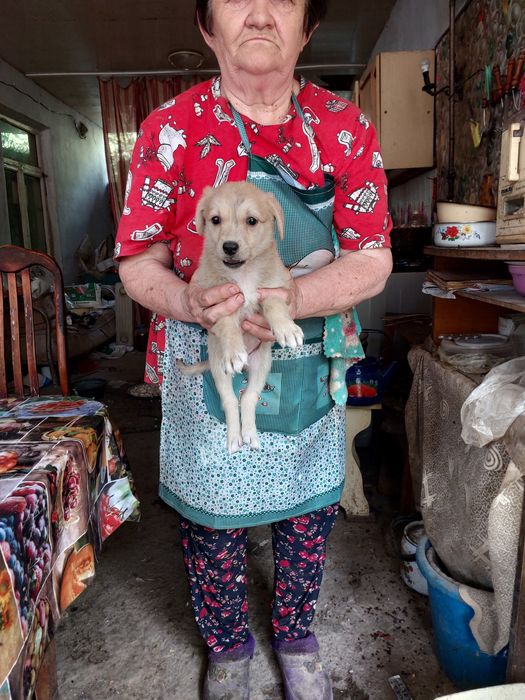 Бесплатно собачульки