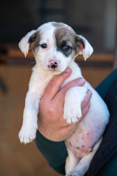 Кученца/котенце за осиновяване