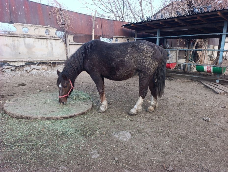 Бие кобылы Новоалтайск