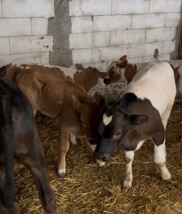 Vand 8 femele și 2 mascul bălțata românească   România  cu vârsta. 2-3 luni  Vițeii sunt înțărcați  sănătoși și fără probleme