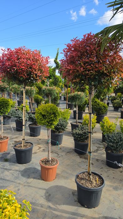 photinia red robin ( tija si spalier)