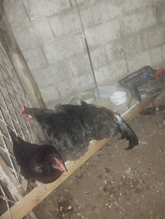 Qora shahzoda tovuq xoʻroz sotiladi