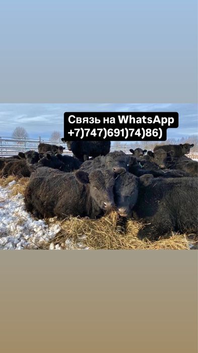 Бычки Телята Белоголовый Герефорд Аксба.