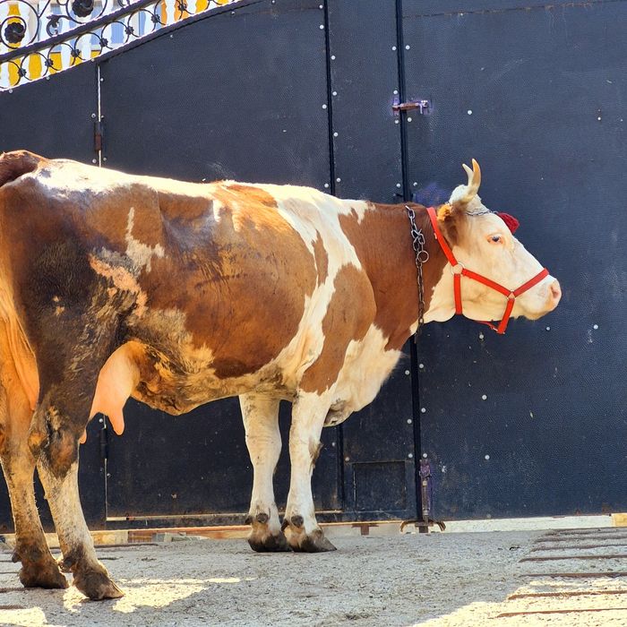 Vaca baltata romaneasca gestanta de 2 luni