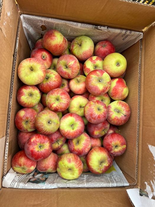 Апорт алматинский