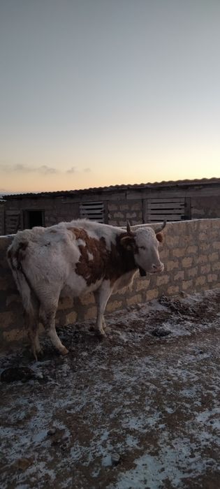 Сиыр сатылады 4 туады буйырса