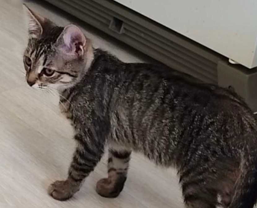 Котята  4 месяца