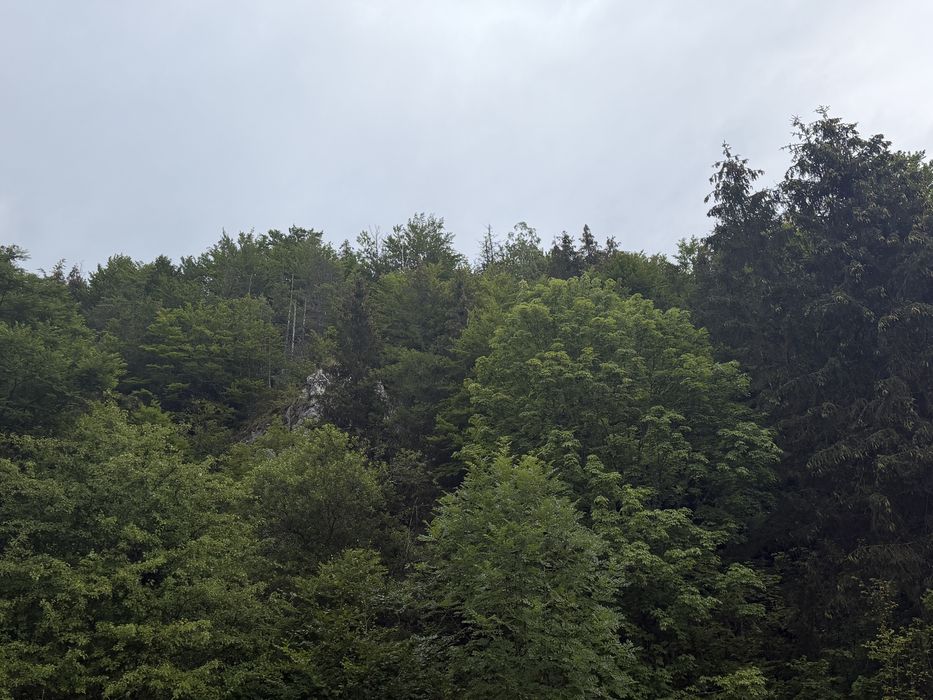 Teren de vanzare in Muntii Apuseni