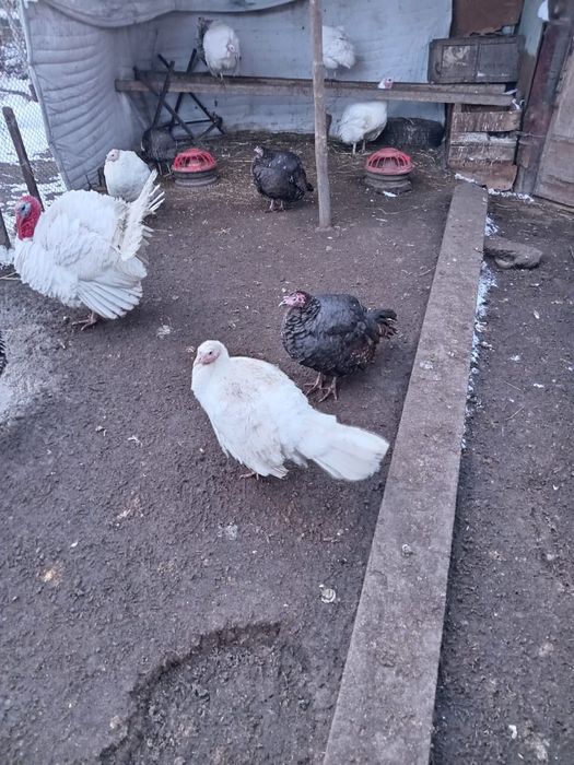 Продам индюшиные яйца