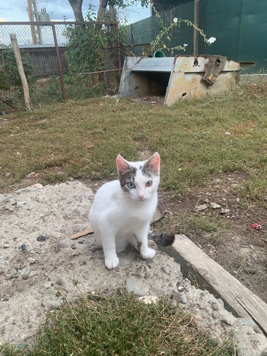 Donez pui de pisică