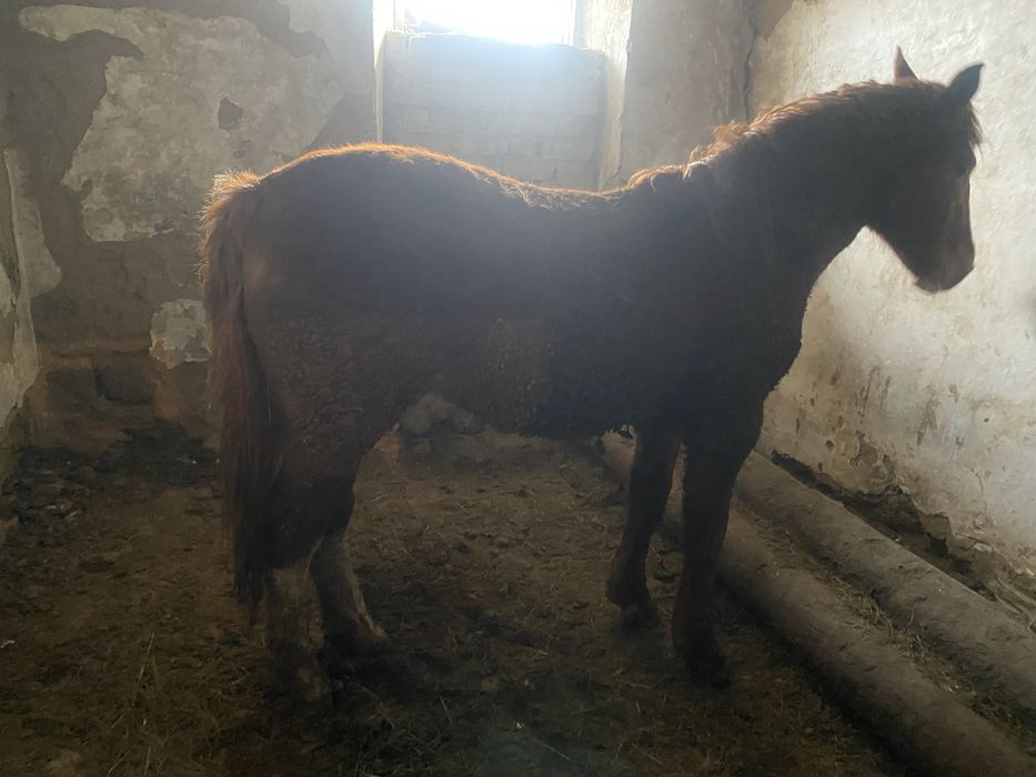 Продам стоит на откорме 3 месяц