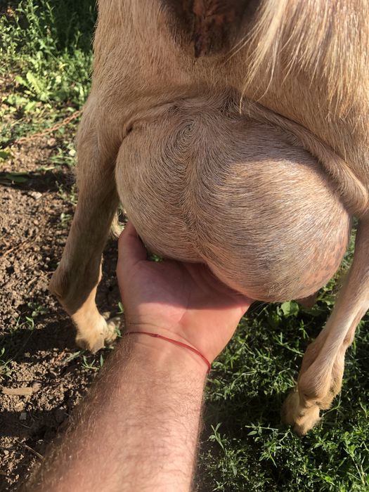 Capra si 2 iedute de vanzare