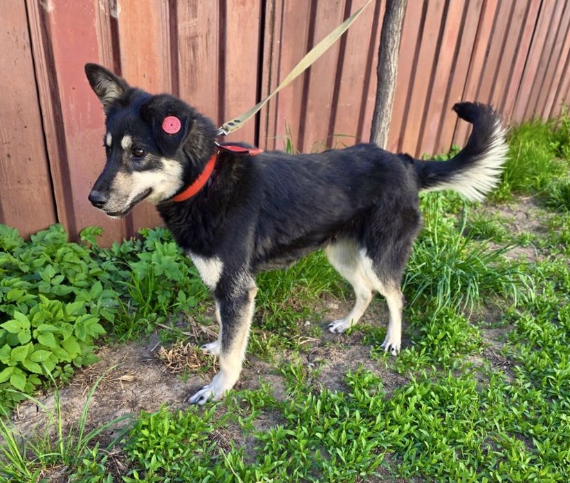 Собачка Бони ищет любящий дом!