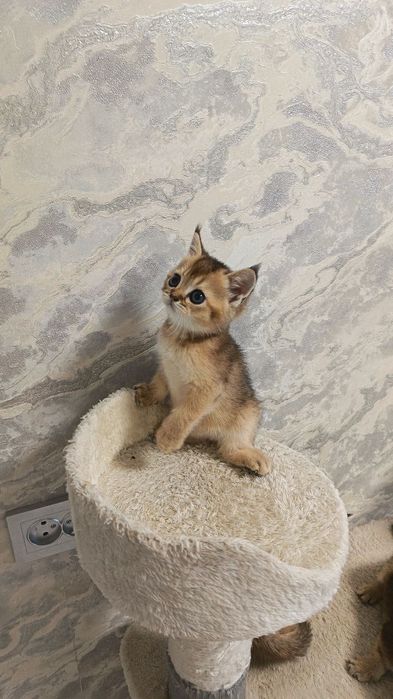 Продается котенок золотистая шиншилла