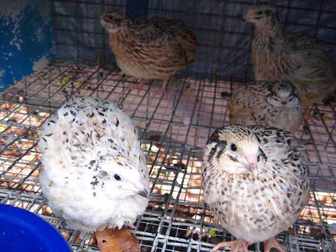Prepelite pentru carne-Jumbo White (Coturnix Coturnix)