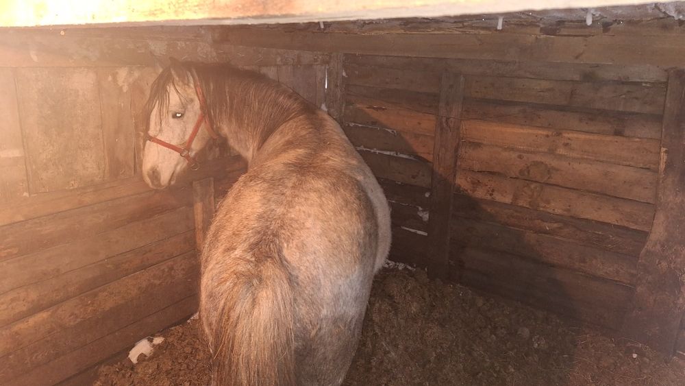 Продам жеребца 5 лет