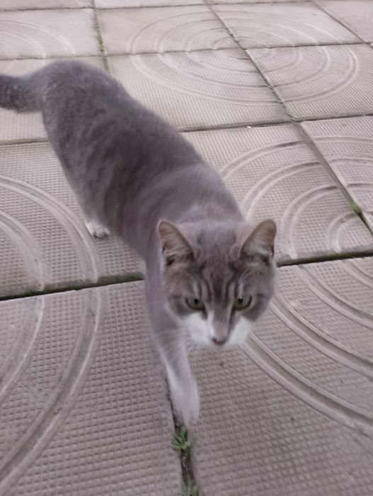 Подарявам котета