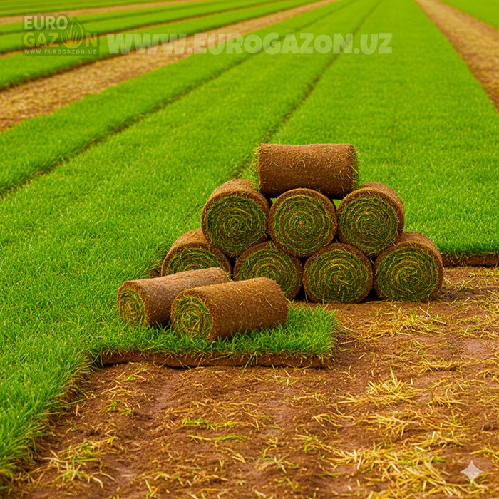 Рулонные газон оптом | таййор газон оптом