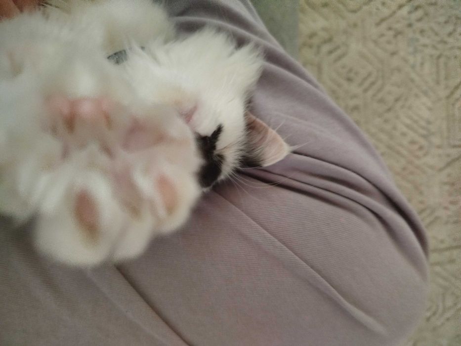 Кошка породистая