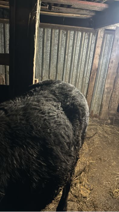 Семіз тай откорм