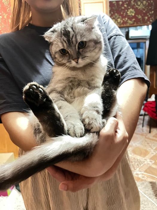 Шотланский мысык
