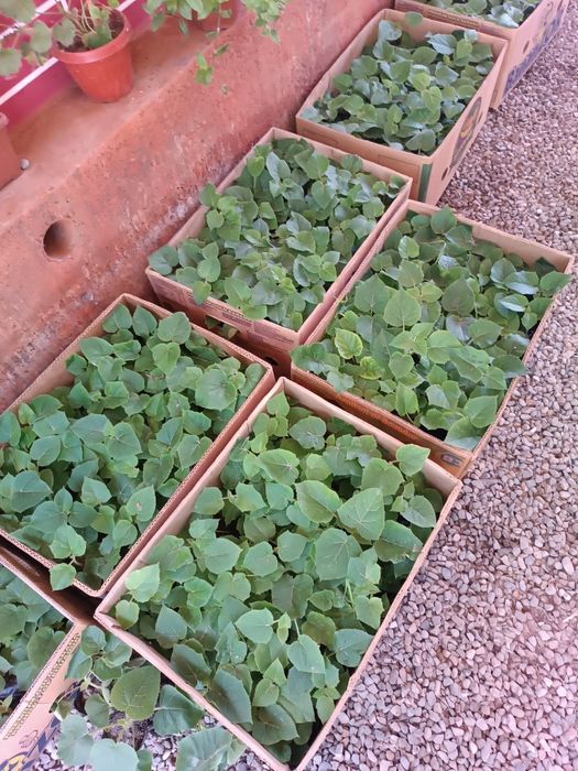 Pavloniya nixolllari sotiladi Juda arzon narxlarda